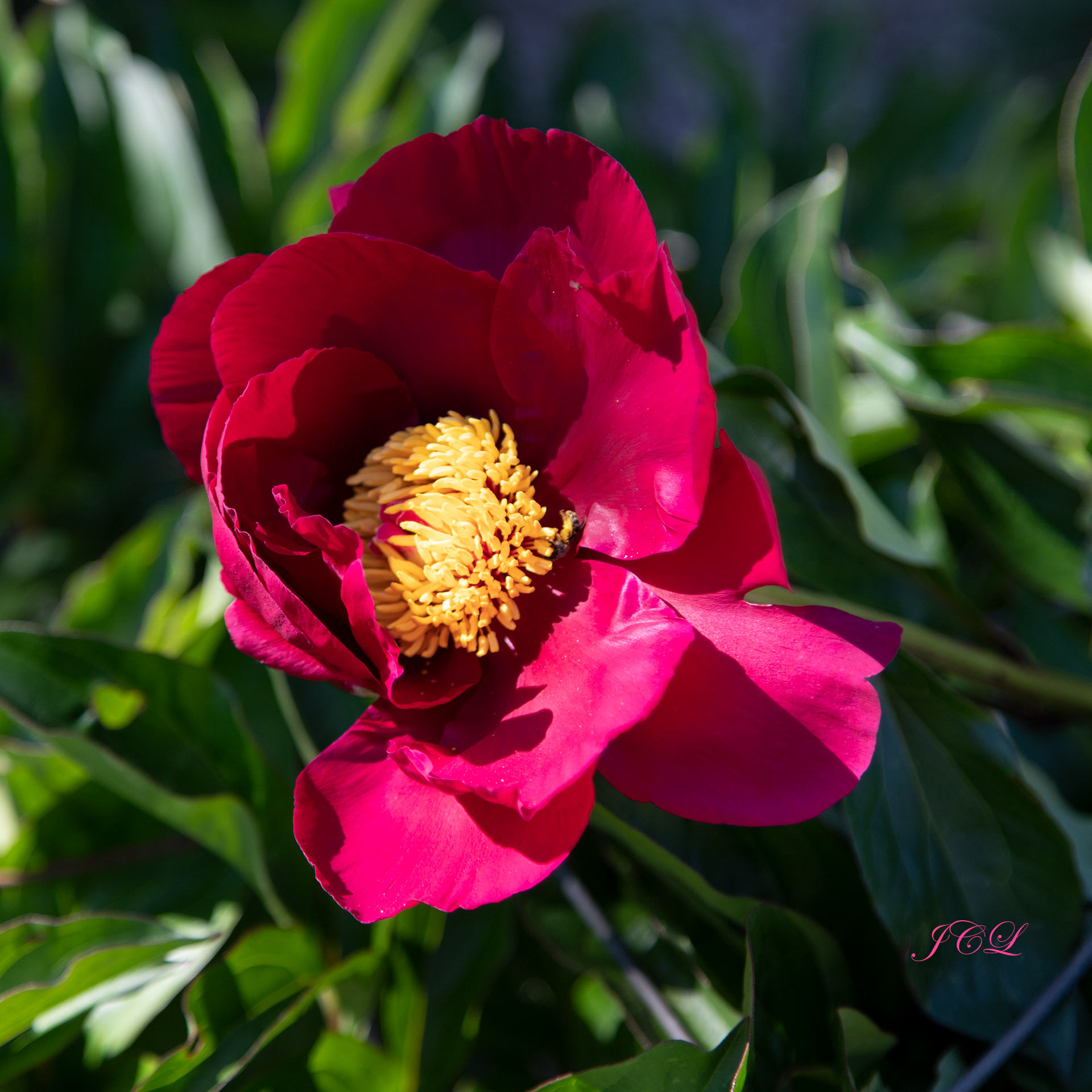 Belle photographie de pivoine rouge écarlate dans le Parc de Bagatelle de Paris.